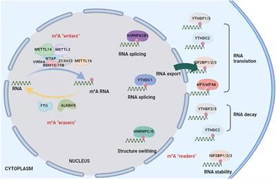 N6-methyladenosine RNA methylation: From regulatory mechanisms to potential clinical applications